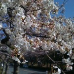 桜の下で撮影