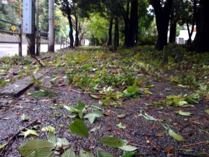 台風一過