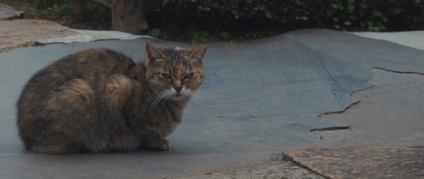 ねこ