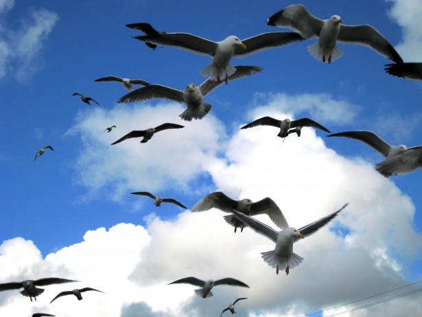 seagulls on flight (1)